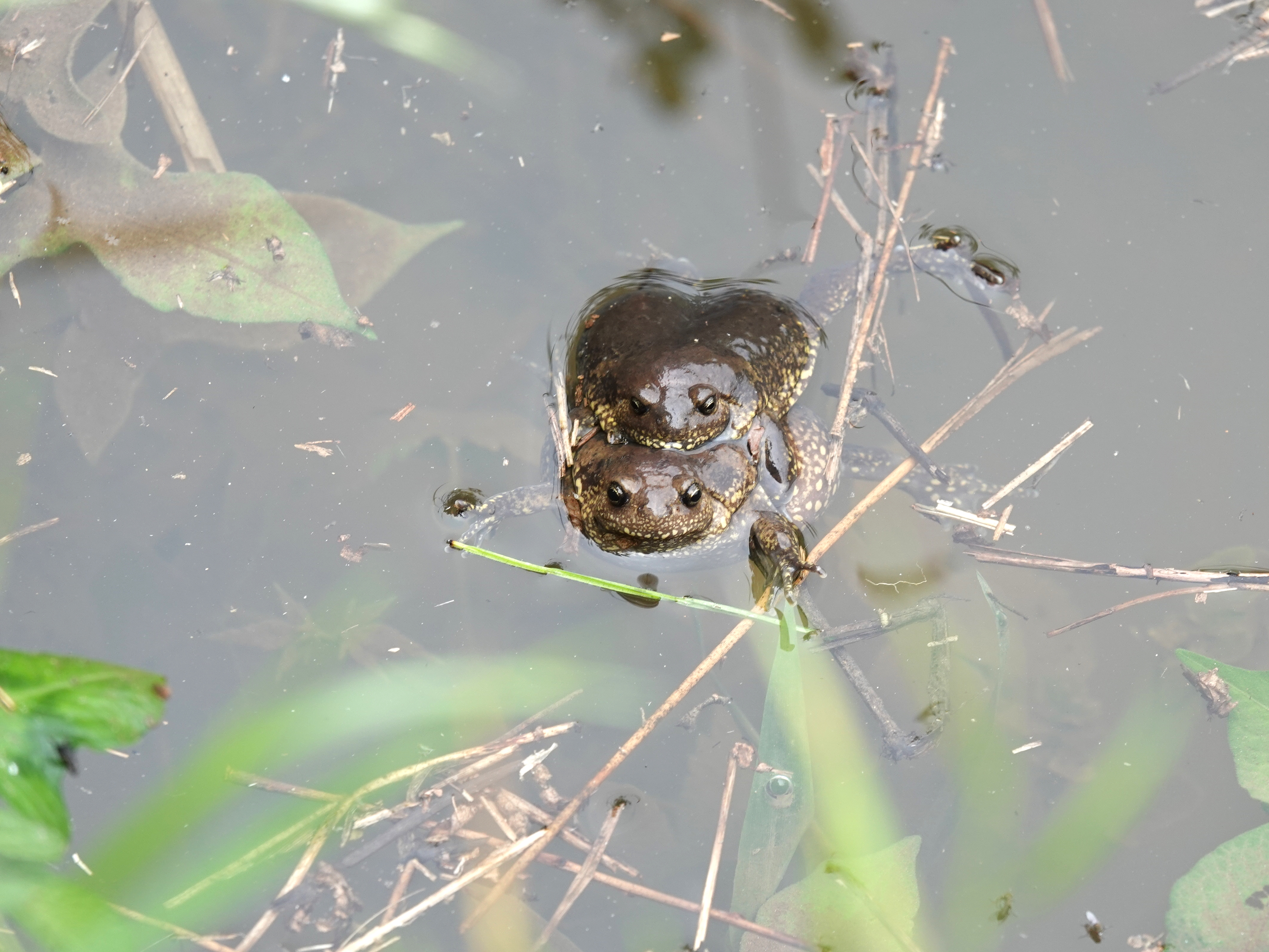 초막골에 맹~꽁~맹~꽁~ 힘찬 맹꽁이 울음소리가 들려요!! 이미지
